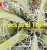 Thick and Thin - Alison Hawes